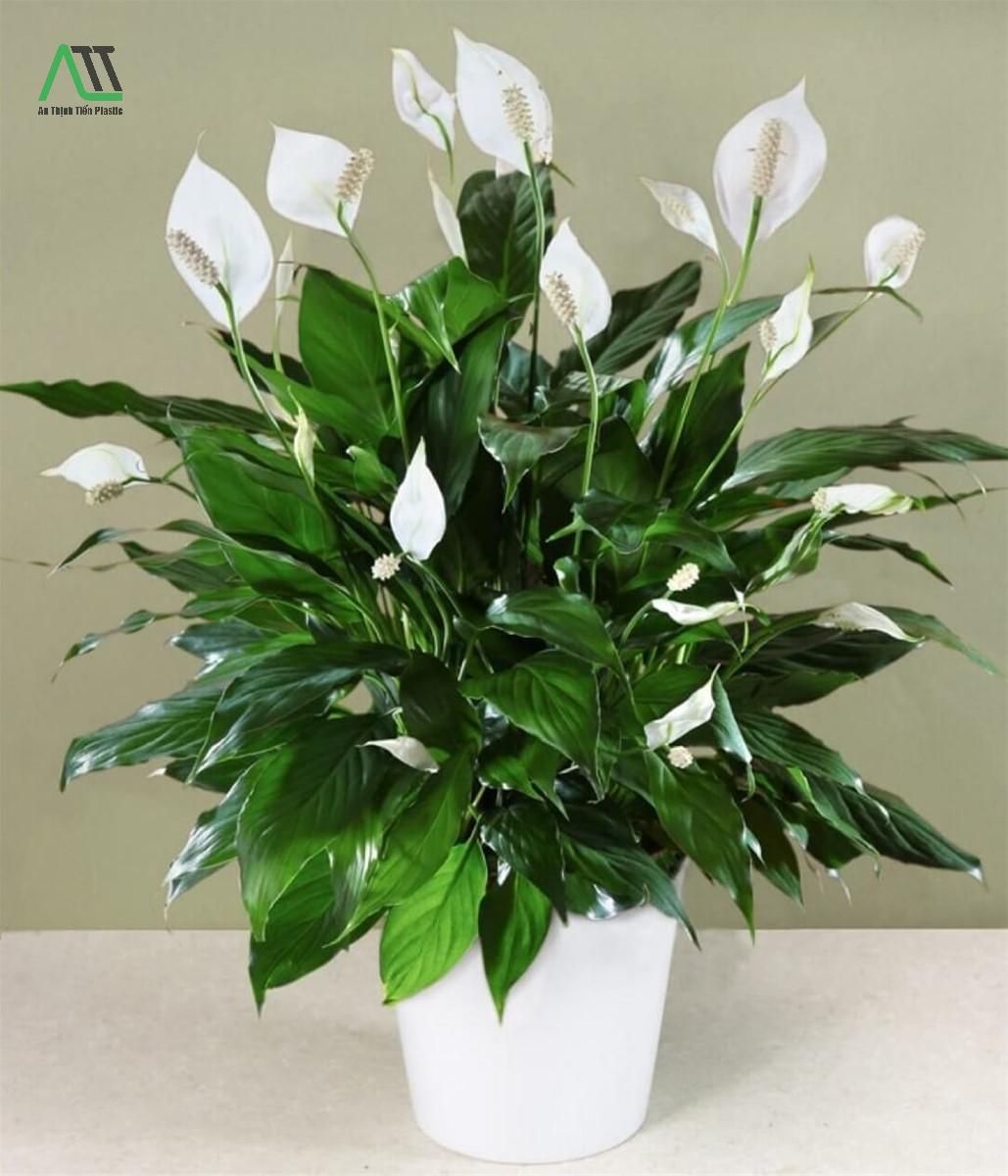 1994 hợp màu gì