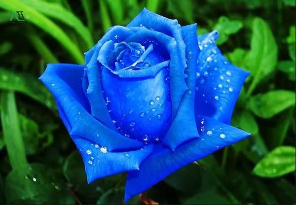 ý nghĩa của màu xanh dương đậm