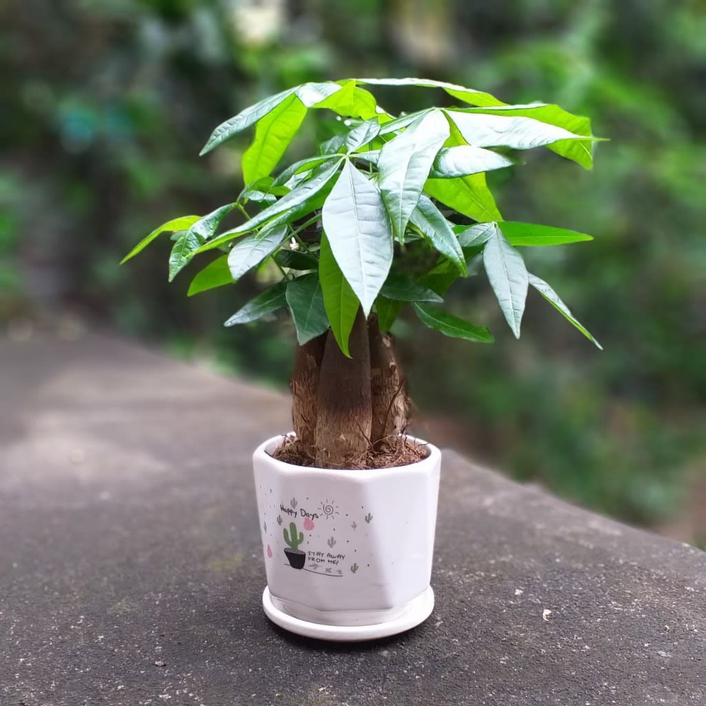 Cây cảnh giúp tăng năng lượng tích cực cho người mệnh Mộc