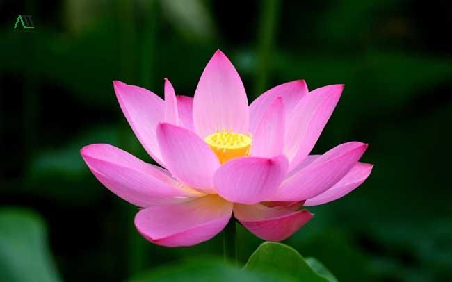 ý nghĩa của màu hồng