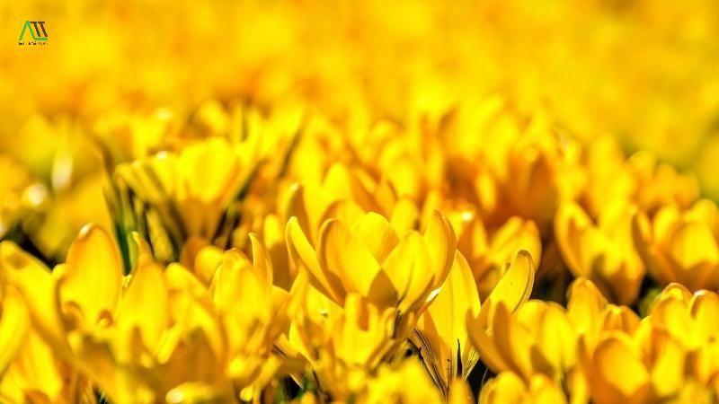 ý nghĩa của màu sắc