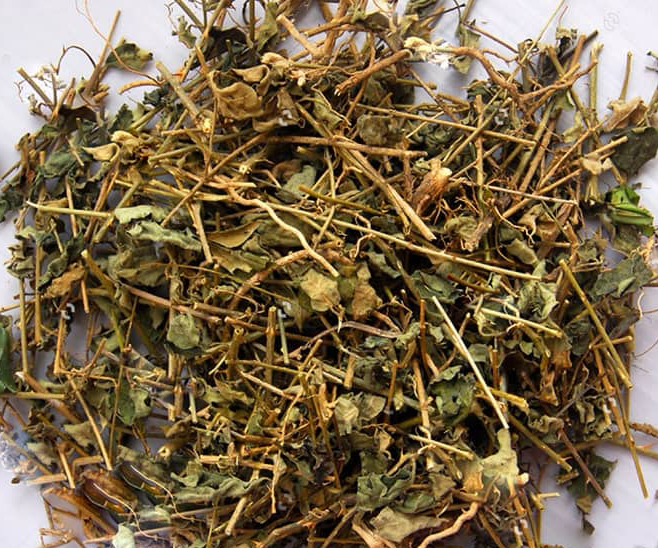 Công dụng và cách dùng cà gai leo