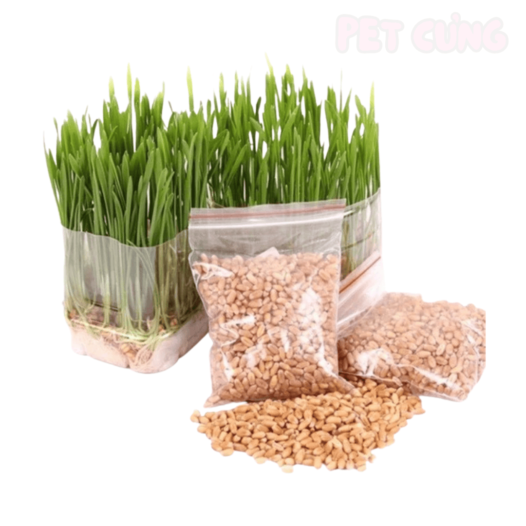 Cỏ tươi tự trồng cho mèo hỗ trợ tiêu hóa và giảm búi lông - Pet Cưng