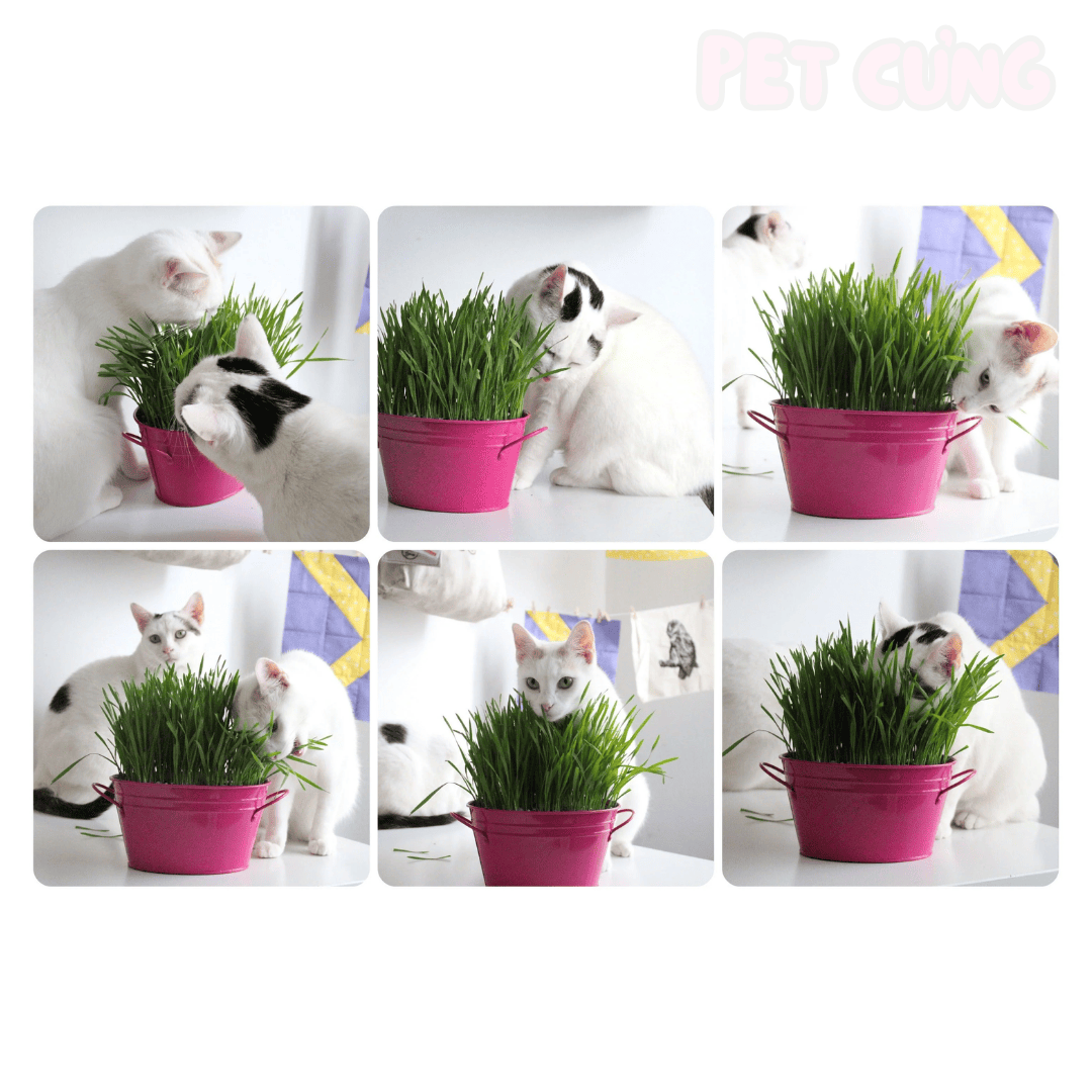 Cỏ tươi tự trồng cho mèo hỗ trợ tiêu hóa và giảm búi lông - Pet Cưng