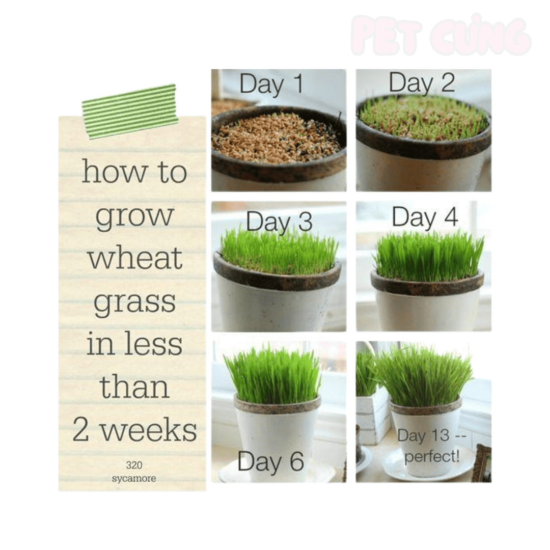 Cỏ tươi tự trồng cho mèo hỗ trợ tiêu hóa và giảm búi lông - Pet Cưng