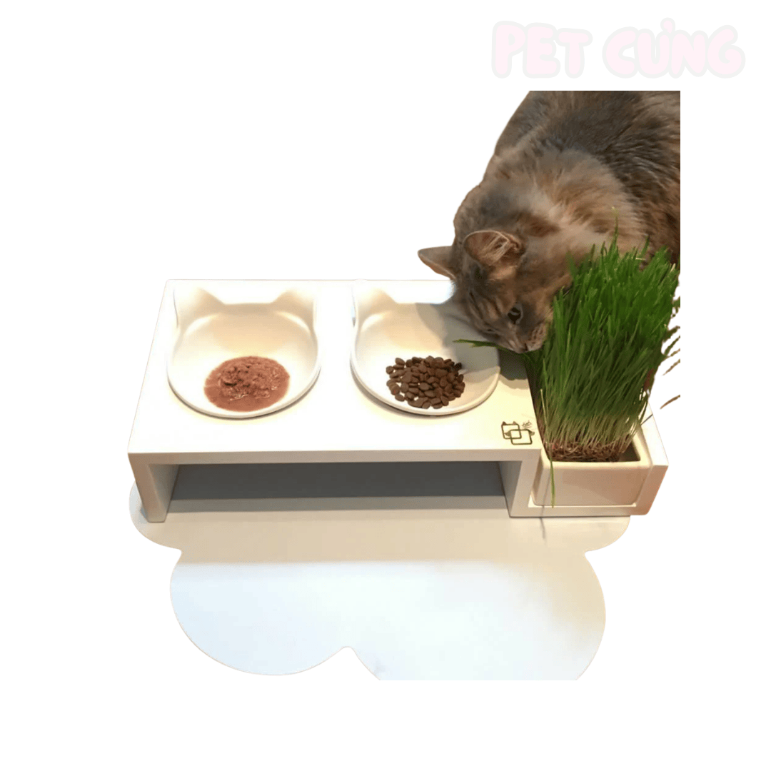 Cỏ tươi tự trồng cho mèo hỗ trợ tiêu hóa và giảm búi lông - Pet Cưng