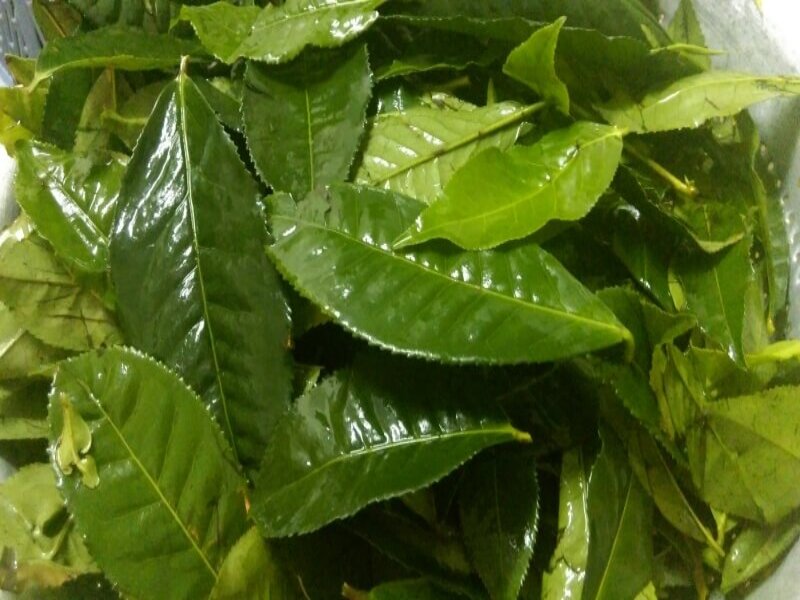 Bé bị mẩn ngứa