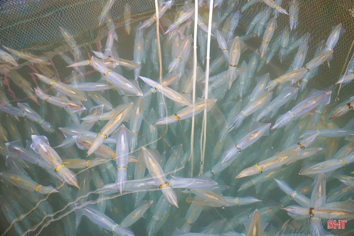 🦑 Ăn Thử Mực Nhảy Vũng Áng Hà Tĩnh: Review Thật 100% Từ Dân Bản Đị