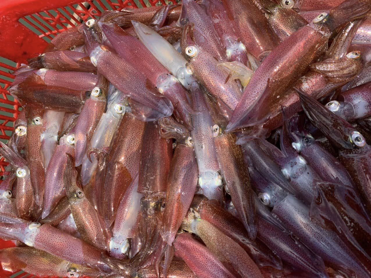 mực nhảy tại Thiên Cầm Hà Tĩnh ngon nhất