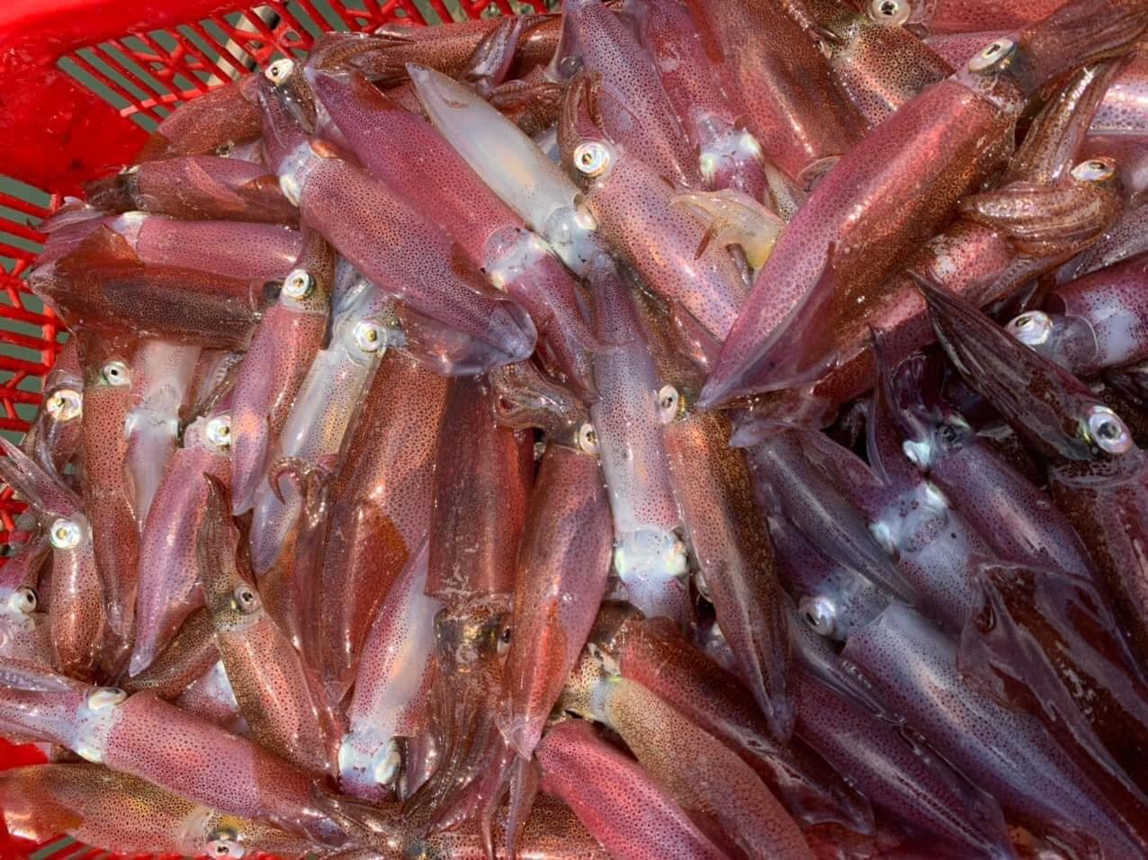 mực nhảy tươi sống tại cửa nhượng hà tĩnh