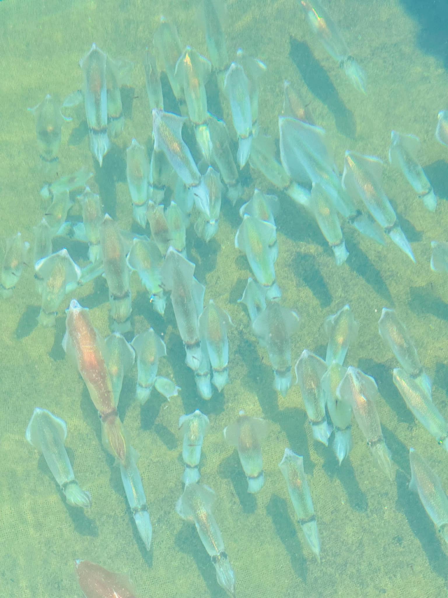 🦑 Ăn Thử Mực Nhảy Vũng Áng Hà Tĩnh: Review Thật 100%