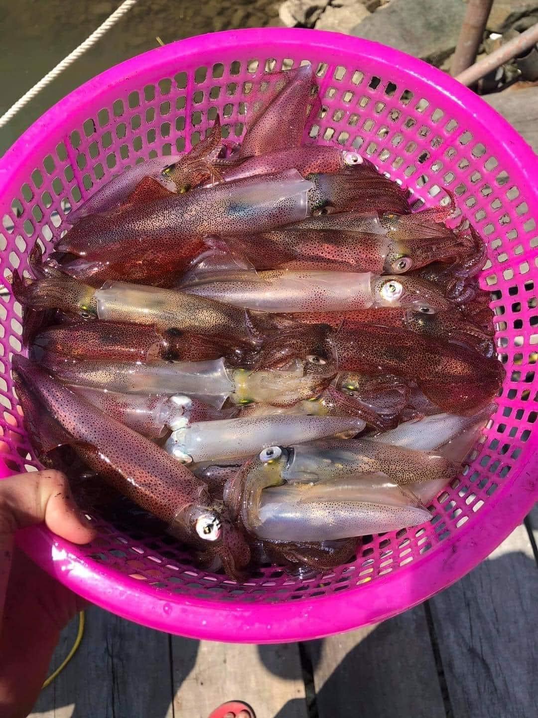 🦑 Ăn Thử Mực Nhảy Vũng Áng Hà Tĩnh: Review Thật 100%