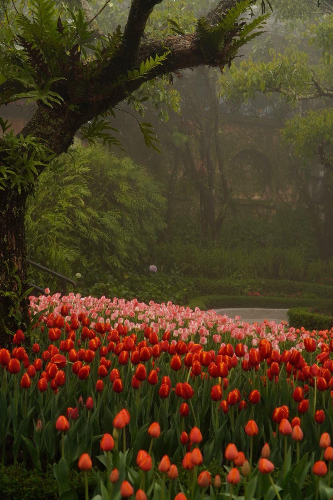 đặt vé tham quan Bà Nà Hills giá rẻ