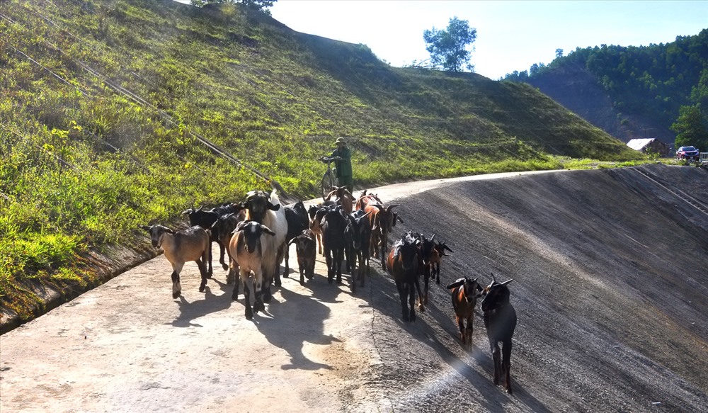 Đàn bò thong dong dưới ánh nắng rực rỡ (Ảnh: Sưu tầm)