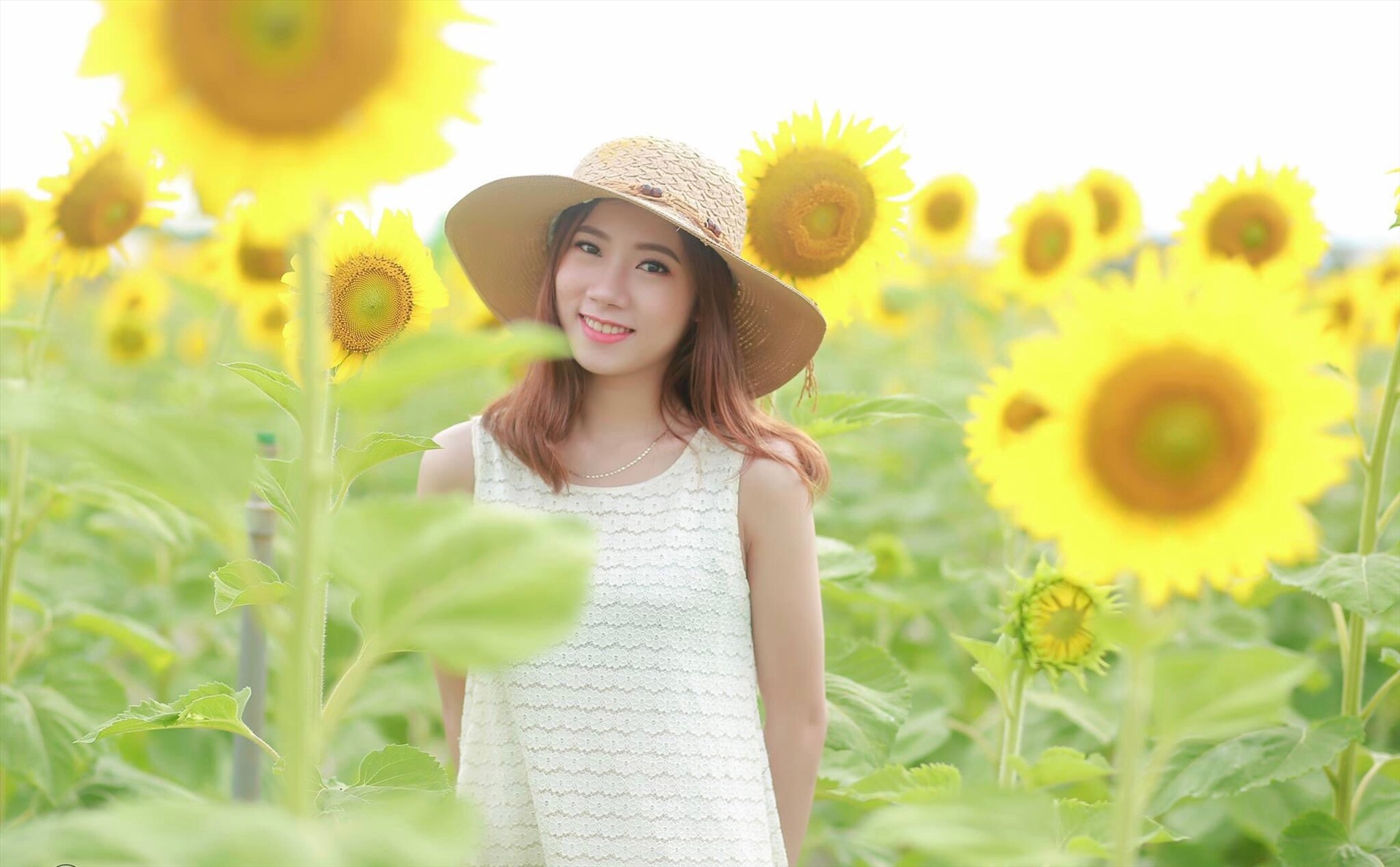 Ảnh chụp vườn hoa hướng dương sặc sỡ (Ảnh: Sưu tầm)