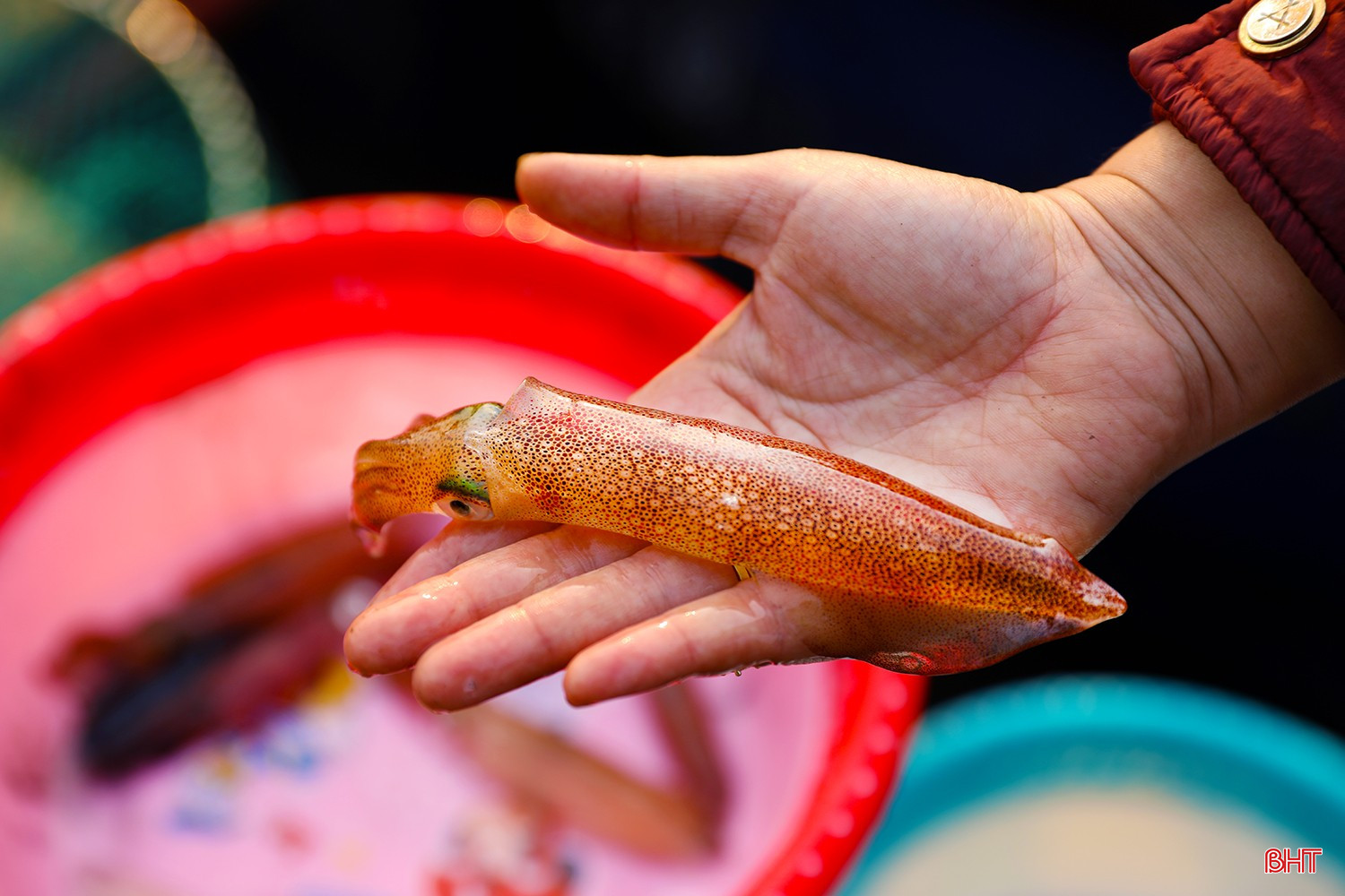 Mực nhảy Vũng Áng Hà Tĩnh 1 