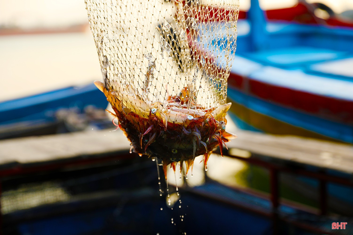 Mực nhảy Vũng Áng Hà Tĩnh 2 