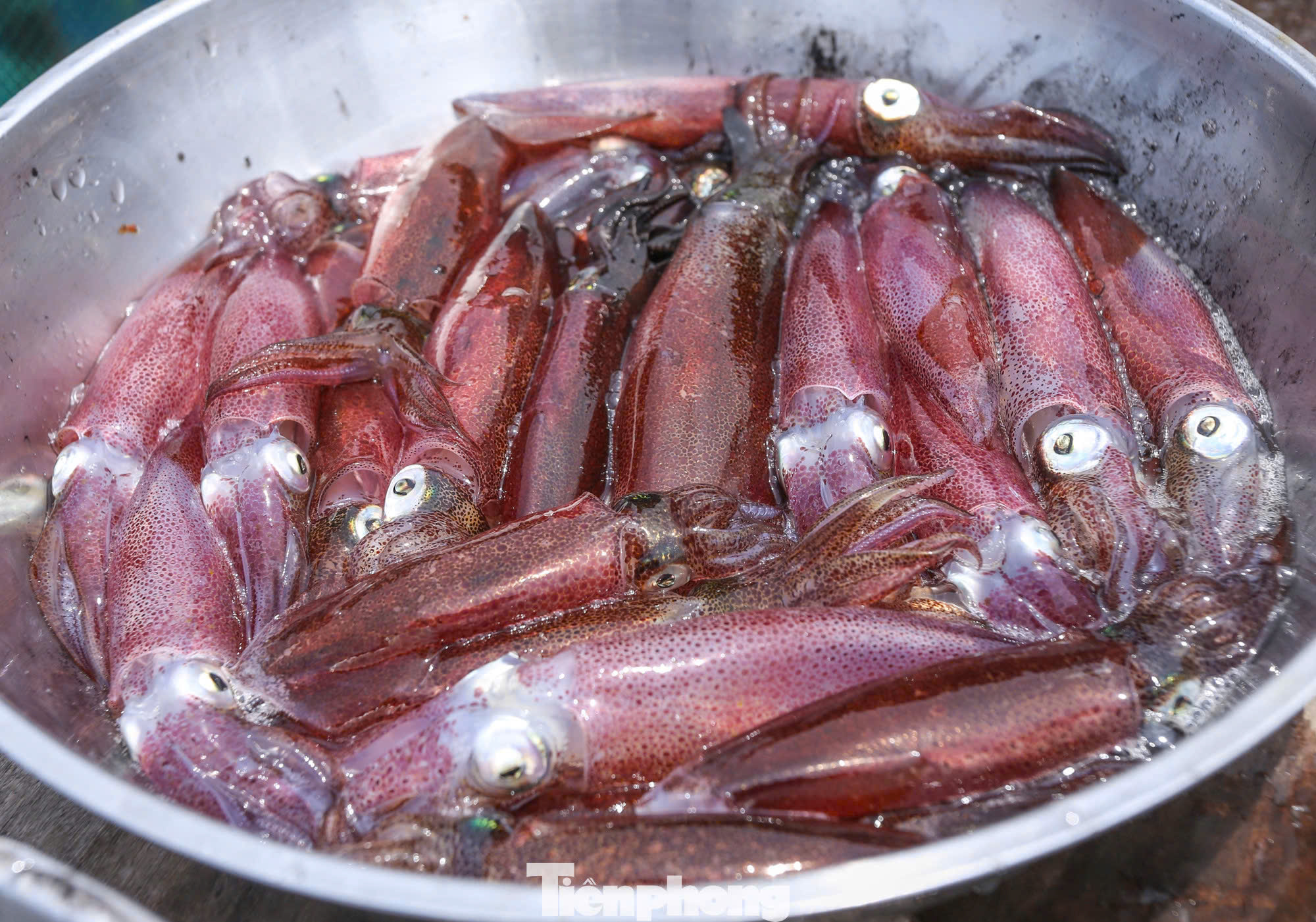 Seabird hotel giá rẻ view xịn ( nguồn: sưu tầm)