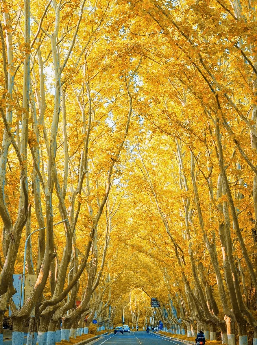 TOUR THƯỢNG HẢI – NAM KINH – TÔ CHÂU NO SHOPPING 6N5Đ XUẤT PHÁT TỪ HÀ NỘI