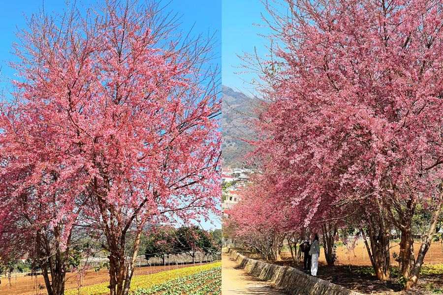 TOUR HÀ TĨNH - MỘC CHÂU - RỪNG THÔNG BẢN ÁNG 3 NGÀY 2 ĐÊM