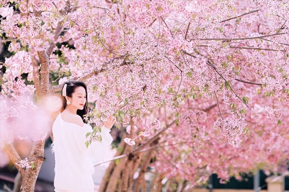 TOUR NGHỆ AN - MỘC CHÂU - RỪNG THÔNG BẢN ÁNG 3 NGÀY 2 ĐÊM