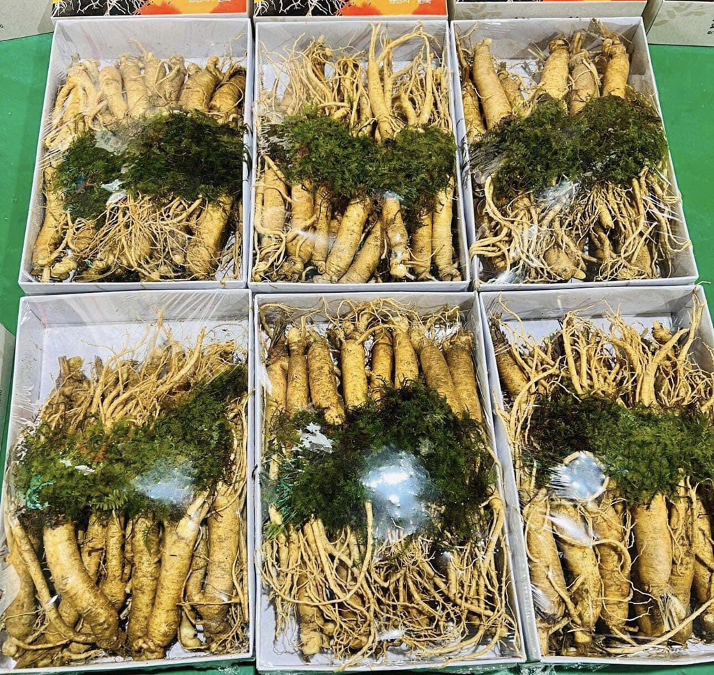 Sâm trọc 20 củ 1kg