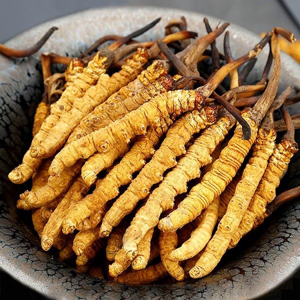 Sự khác nhau giữa Đông Trùng Hạ Thảo tự nhiên và Đông Trùng Hạ Thảo nhân tạo