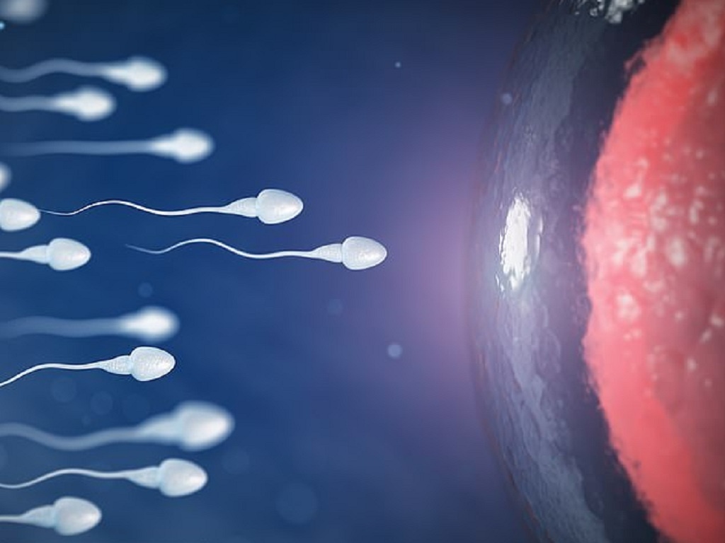 Béo Phì Có Ảnh Hưởng Đến Chất Lượng Tinh Trùng Không? Sự Thật Nam Giới Cần Biết