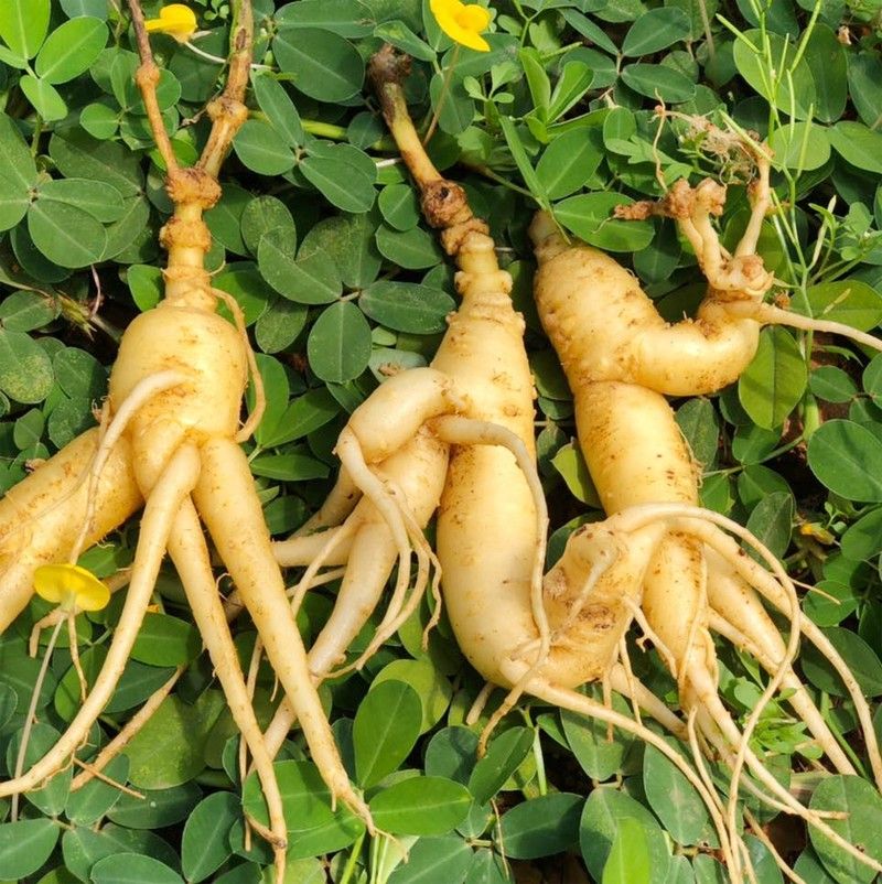 Bài thuốc Đông y tăng cường sinh lý nam chữa yếu sinh lý hiệu quả: Từ thảo dược thiên nhiên an toàn