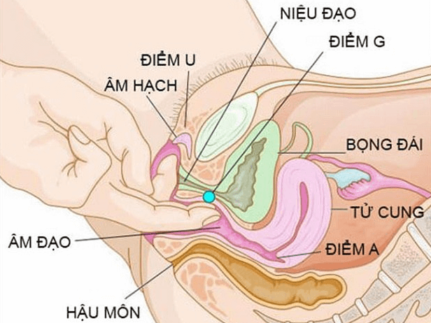 Cách Tìm Và Kích Thích Điểm G Đúng Cách Để Tăng Khoái Cảm