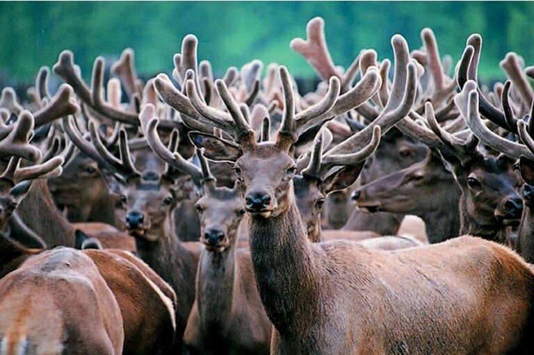 Nhung hươu là gì? Có chữa được yếu sinh lý không? Tác dụng thực tế & lưu ý khi dùng 