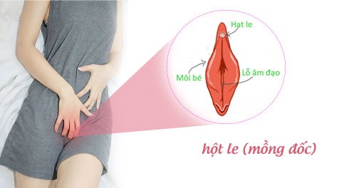 Tìm Hiểu Về Hột Le: Cơ Chế Khoái Cảm Ở Phụ Nữ