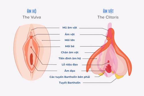 Tìm Hiểu Về Hột Le: Cơ Chế Khoái Cảm Ở Phụ Nữ