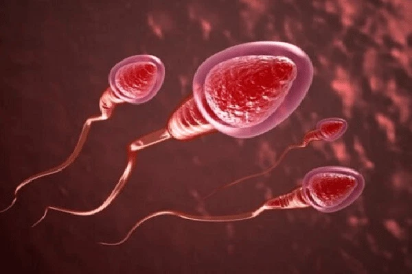 Nguyên Nhân Xuất Tinh Ra Máu Và Những Dấu Hiệu Cần Đi Khám Ngay