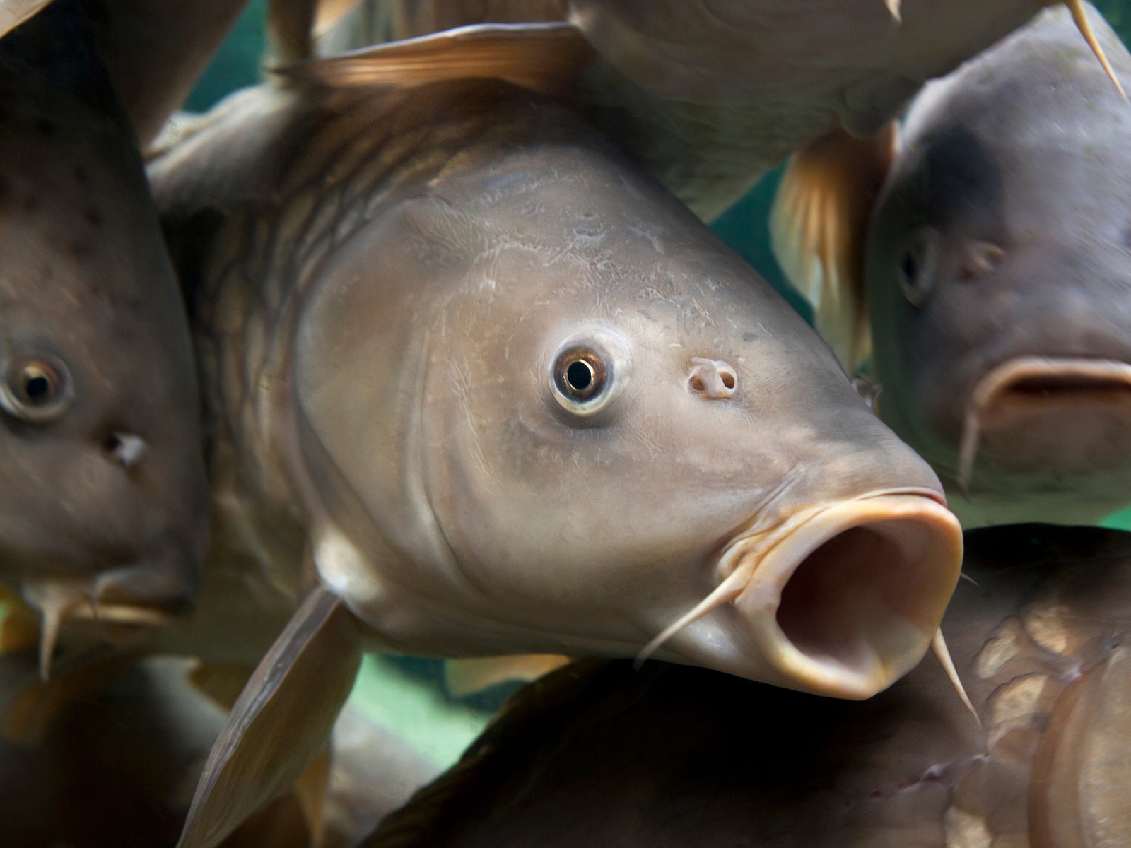 Mồi Câu Cá Chép Hiệu Quả