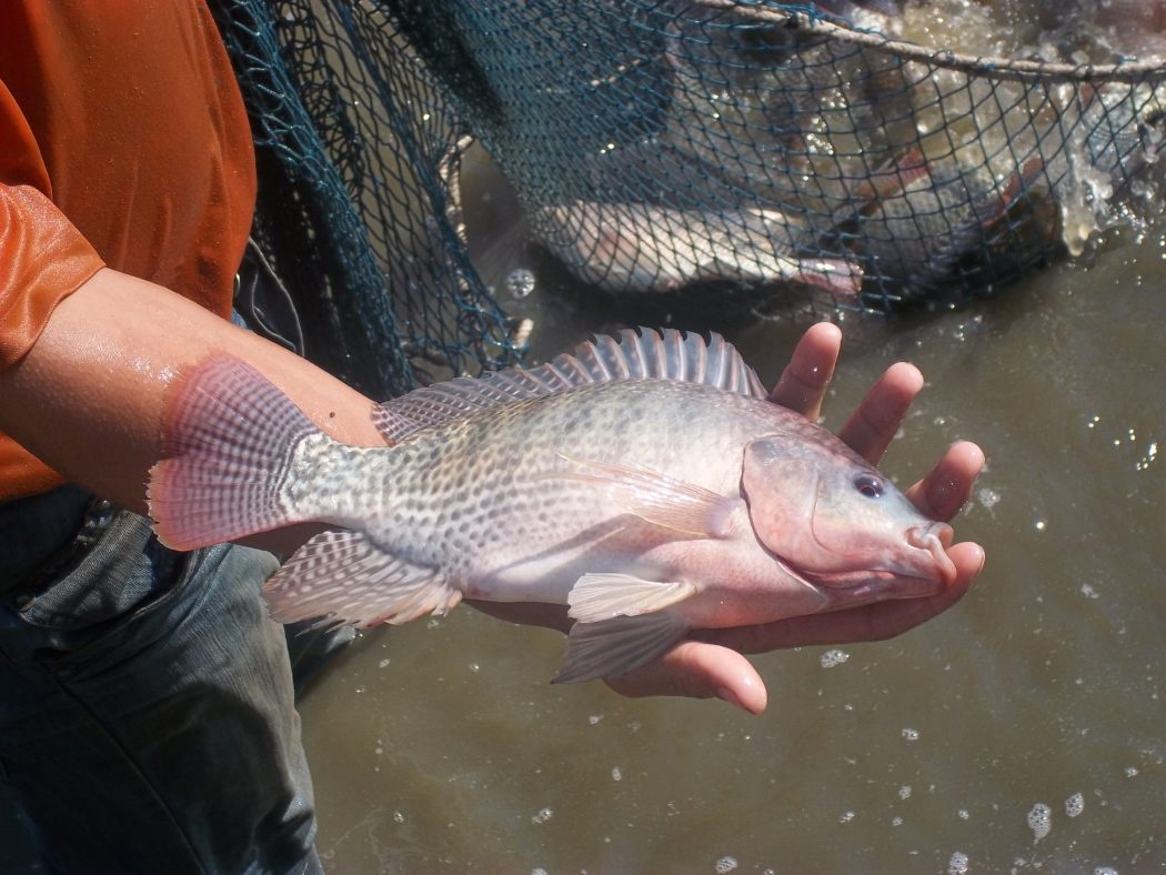 Cá Rô Phi Ăn Mồi Gì? Làm Mồi Câu Cá Rô Phi Cho Người Mới Bắt Đầu