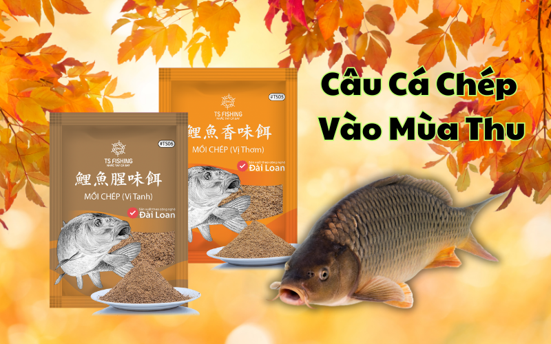 Kinh Nghiệm Câu Cá Chép Vào Mùa Thu Dành Cho Cần Thủ Câu Đài