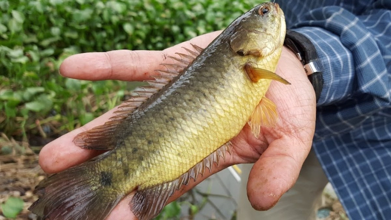 4. Kỹ Thuật Câu Cá Rô Đồng