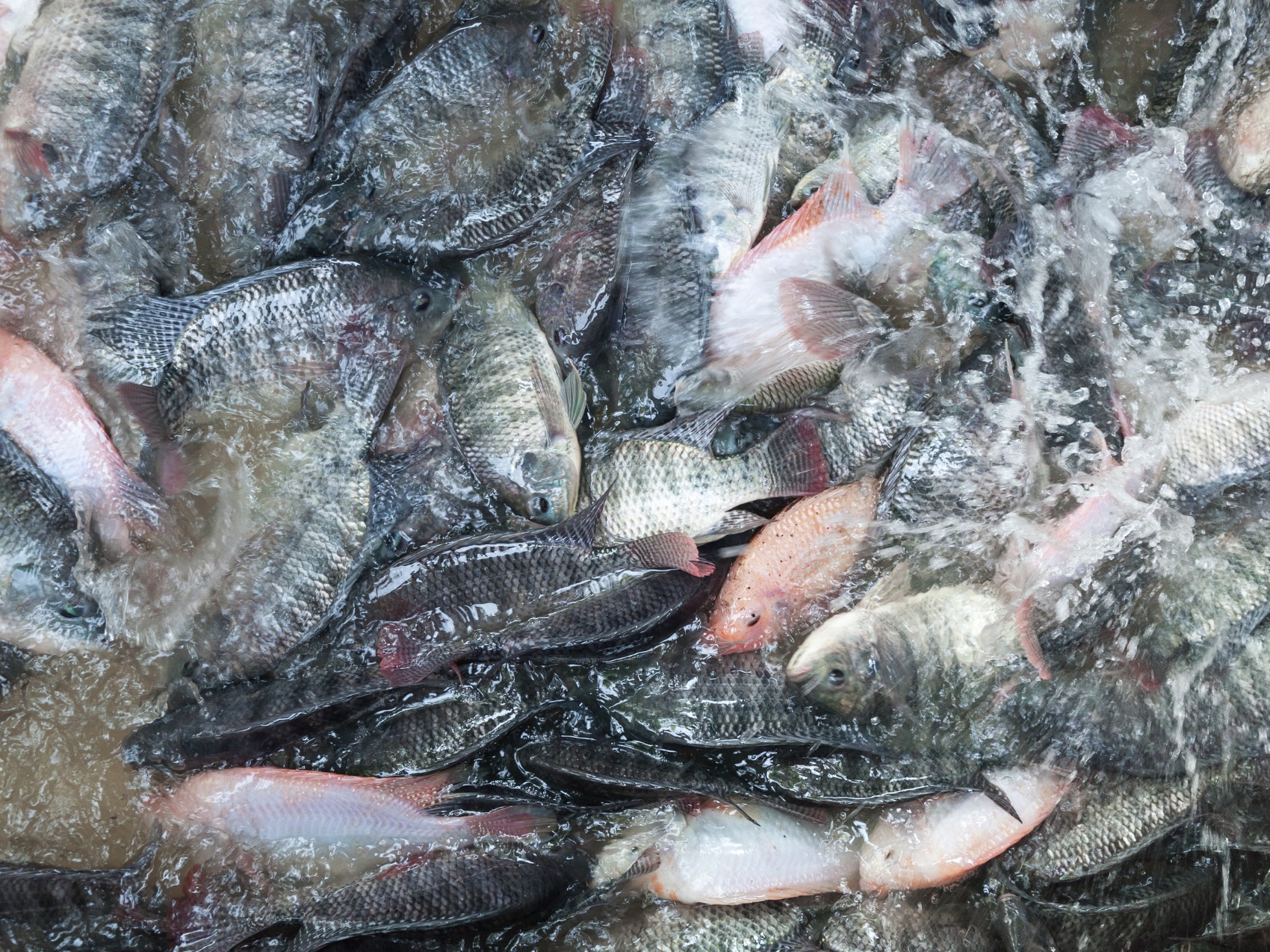 Mồi Câu Cá Rô Phi Mùa Mưa