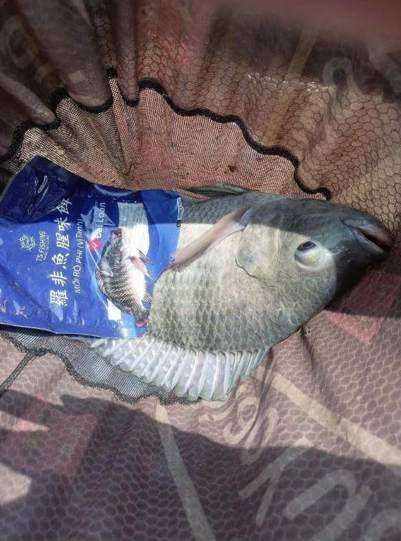 5 Mẹo Câu Cá Rô phi Trong Ao, Hồ Tự Nhiên Và Hồ Dịch Vụ