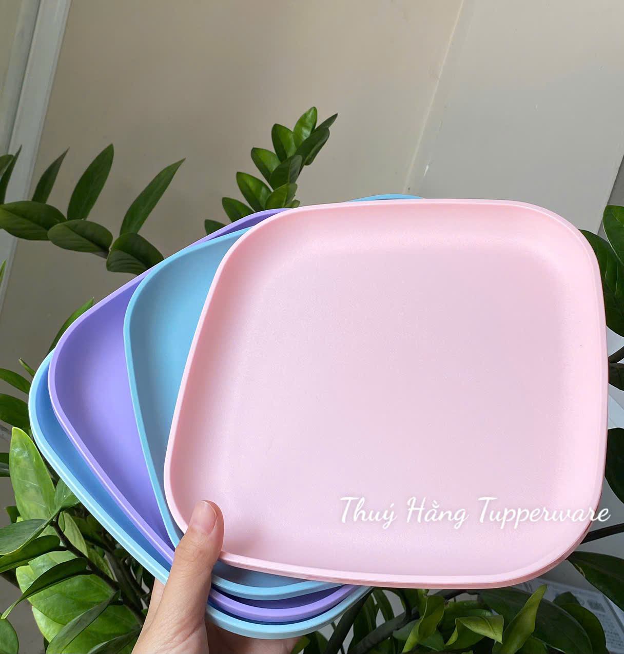 Combo Tuptrung Bộ Đĩa Vuông 20cm 4 Màu