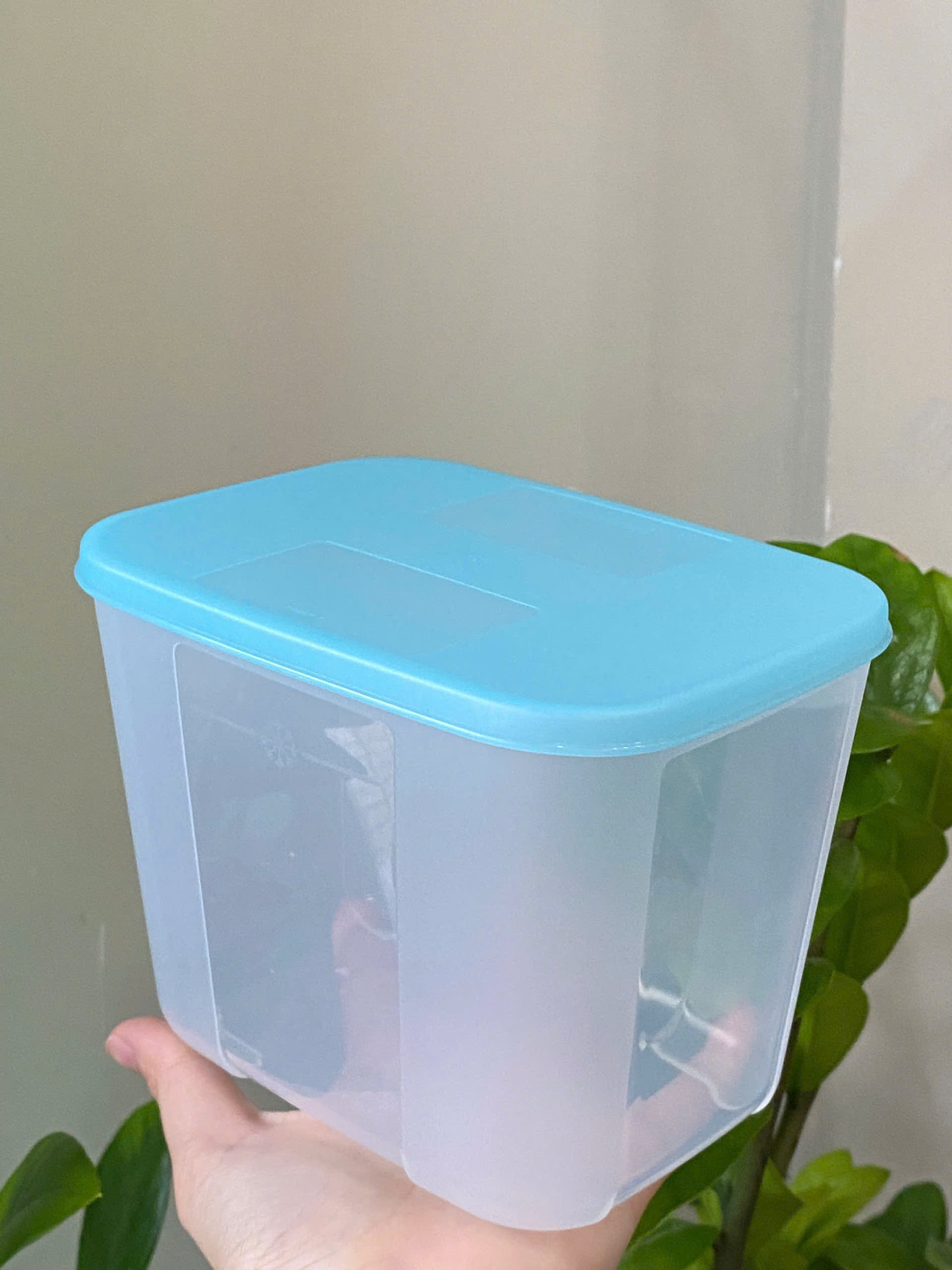 Tuptrung Hộp Đông Nắp Xanh Paradise Đủ size