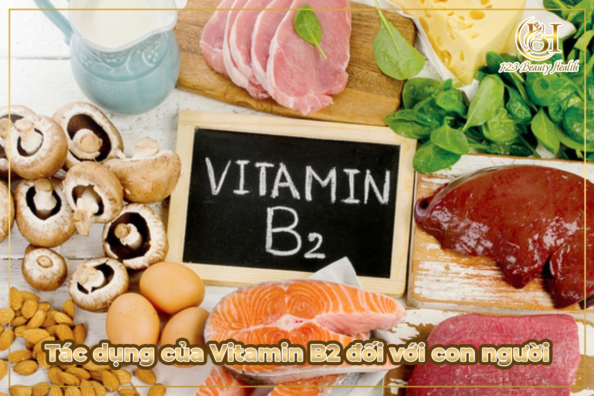 Tác dụng của Vitamin B2 đối với con người