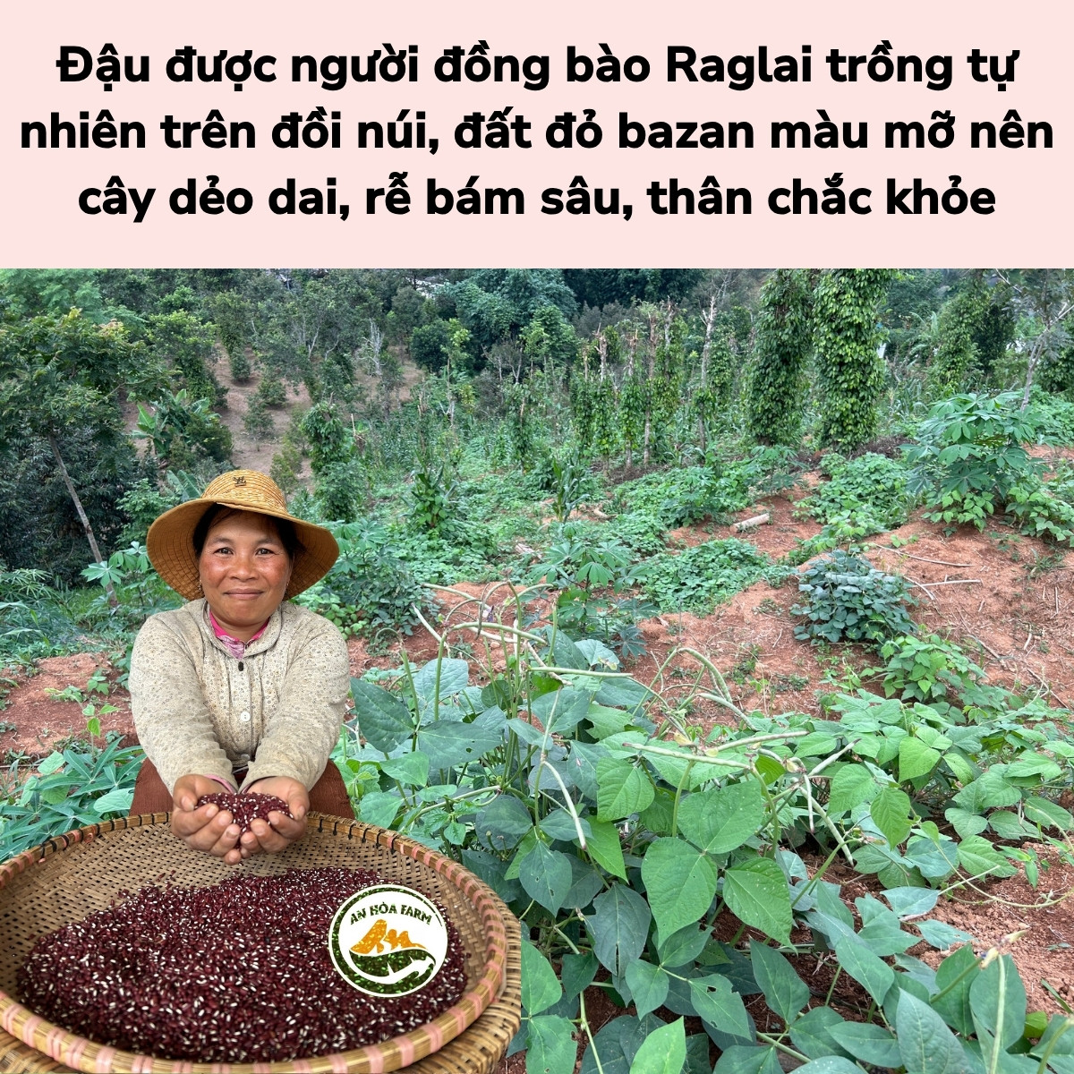 Xích tiểu đậu miền núi Khánh Sơn thương hiệu An Hòa Farm