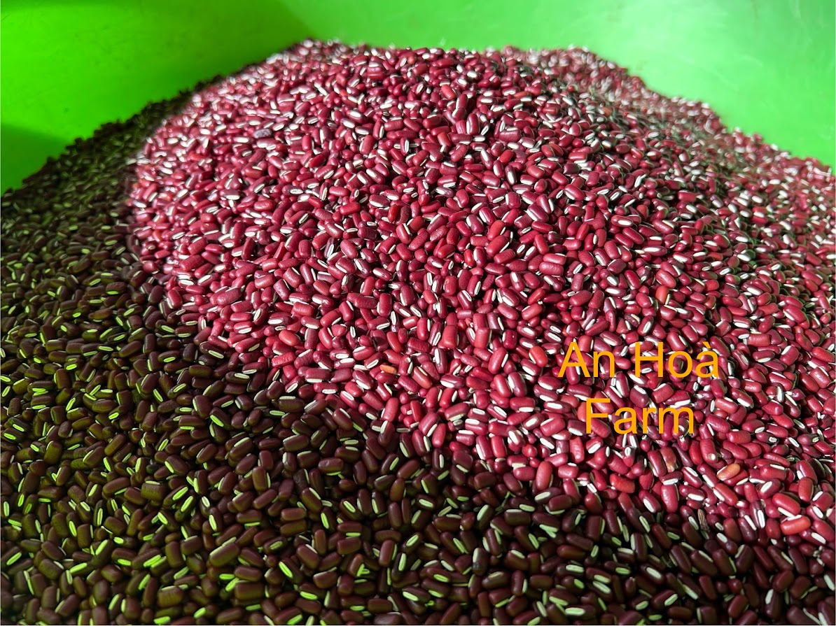 Xích tiểu đậu (đậu đỏ hạt nhỏ) trồng thuận tự nhiên giống thuần chủng thương hiệu An Hòa Farm