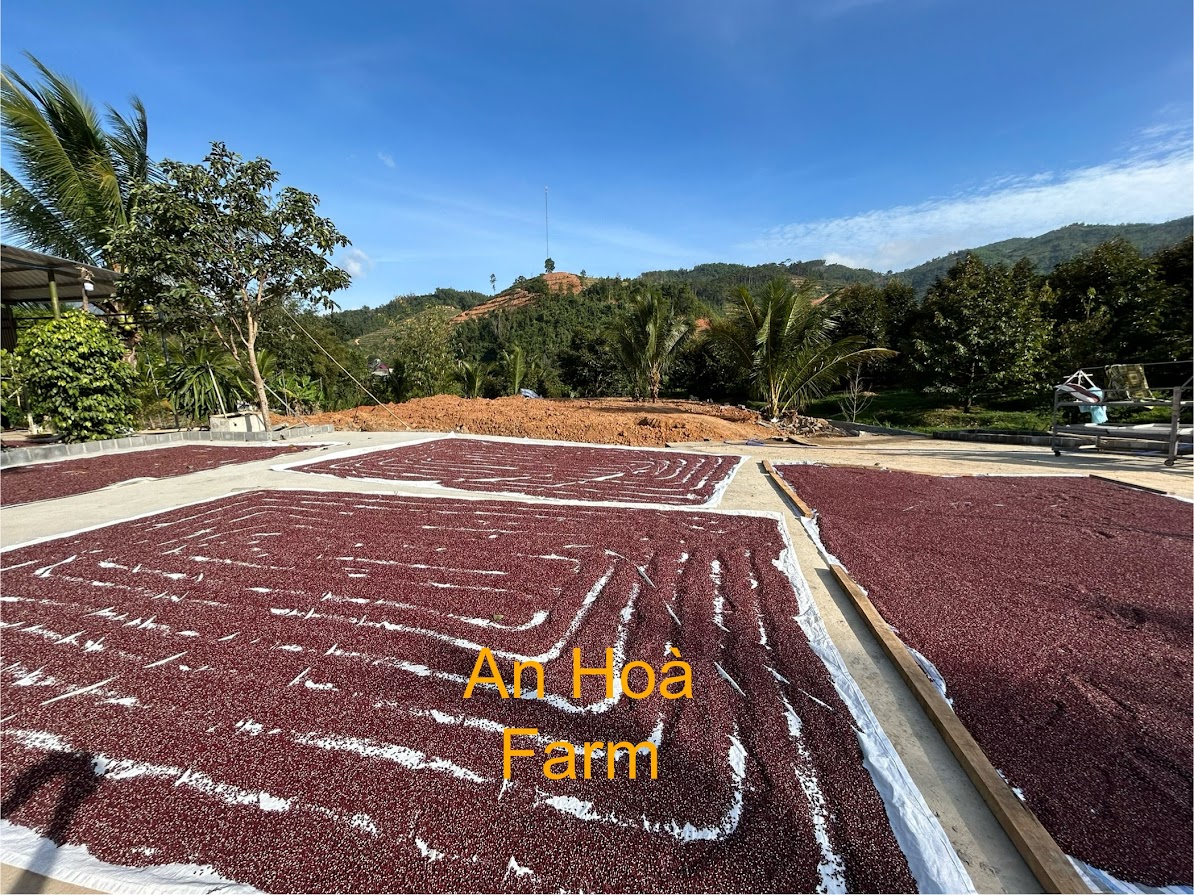 Xích tiểu đậu (đậu đỏ hạt nhỏ) trồng thuận tự nhiên giống thuần chủng thương hiệu An Hòa Farm