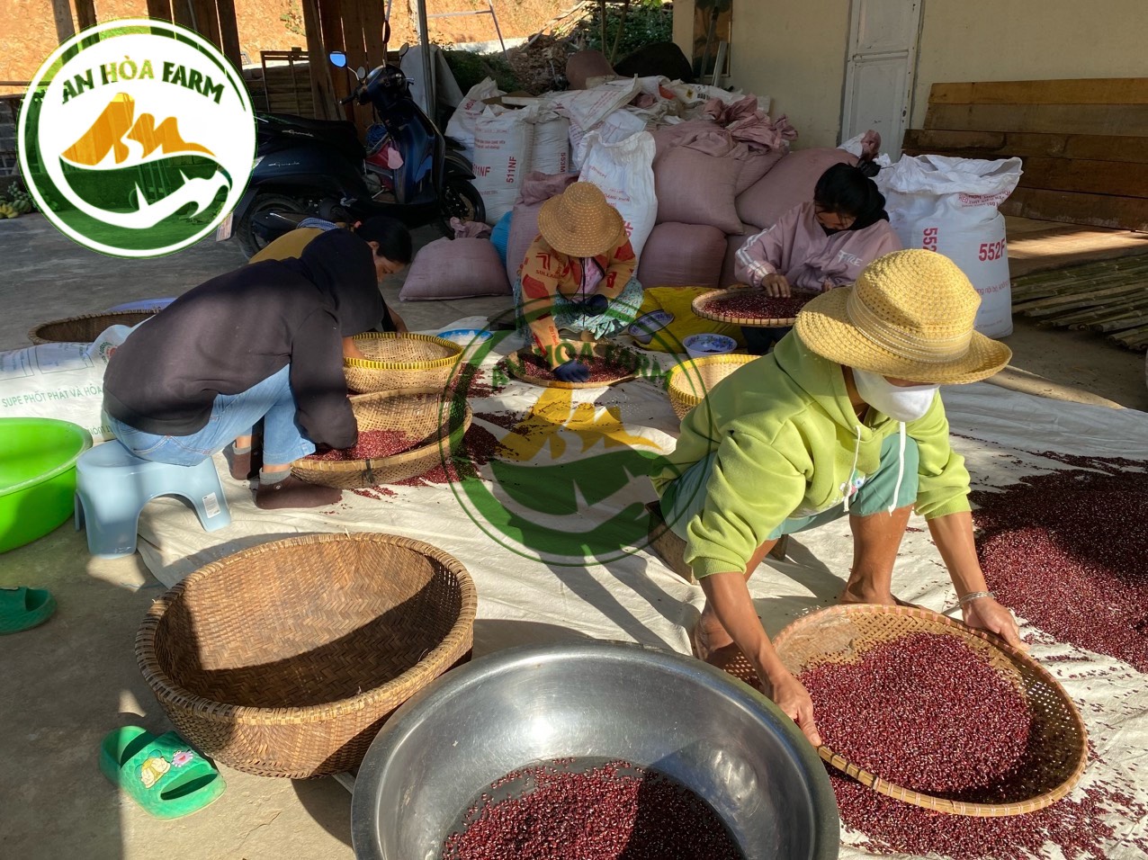 Xích tiểu đậu (đậu đỏ hạt nhỏ) trồng thuận tự nhiên giống thuần chủng thương hiệu An Hòa Farm