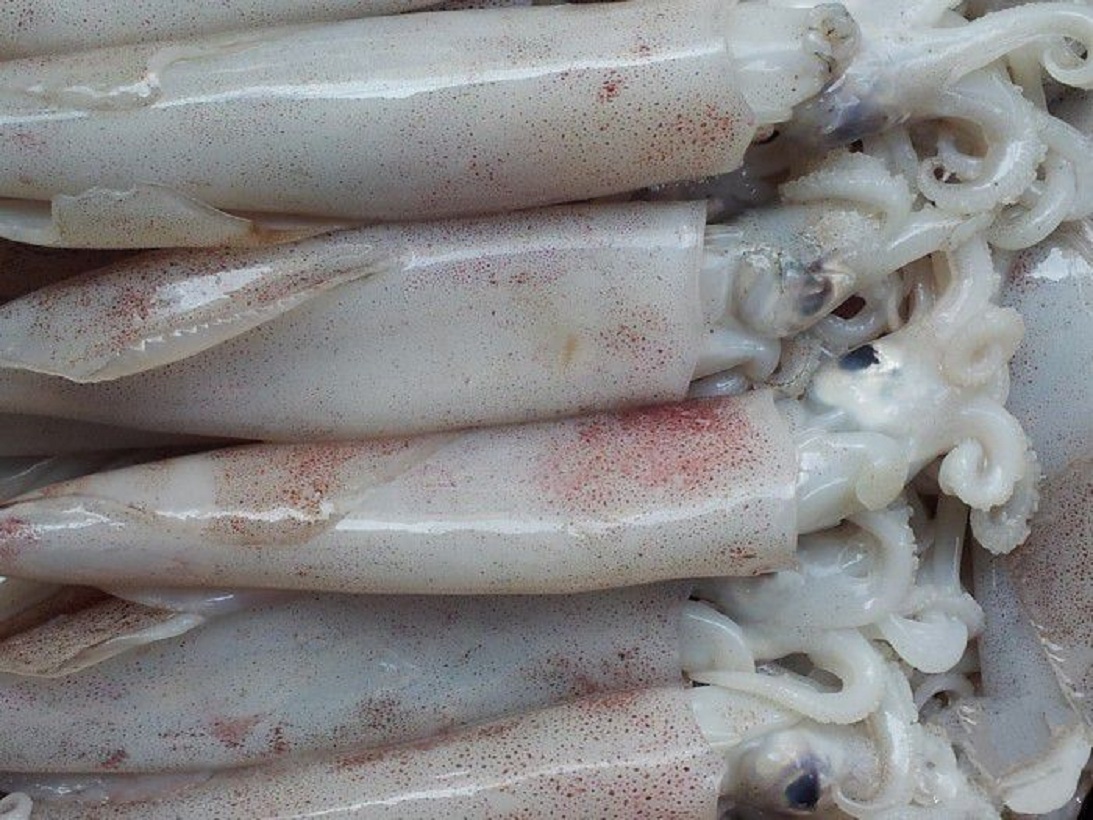 Mực ống tươi, 8-10con (kg), Siêu thị Đức Thành