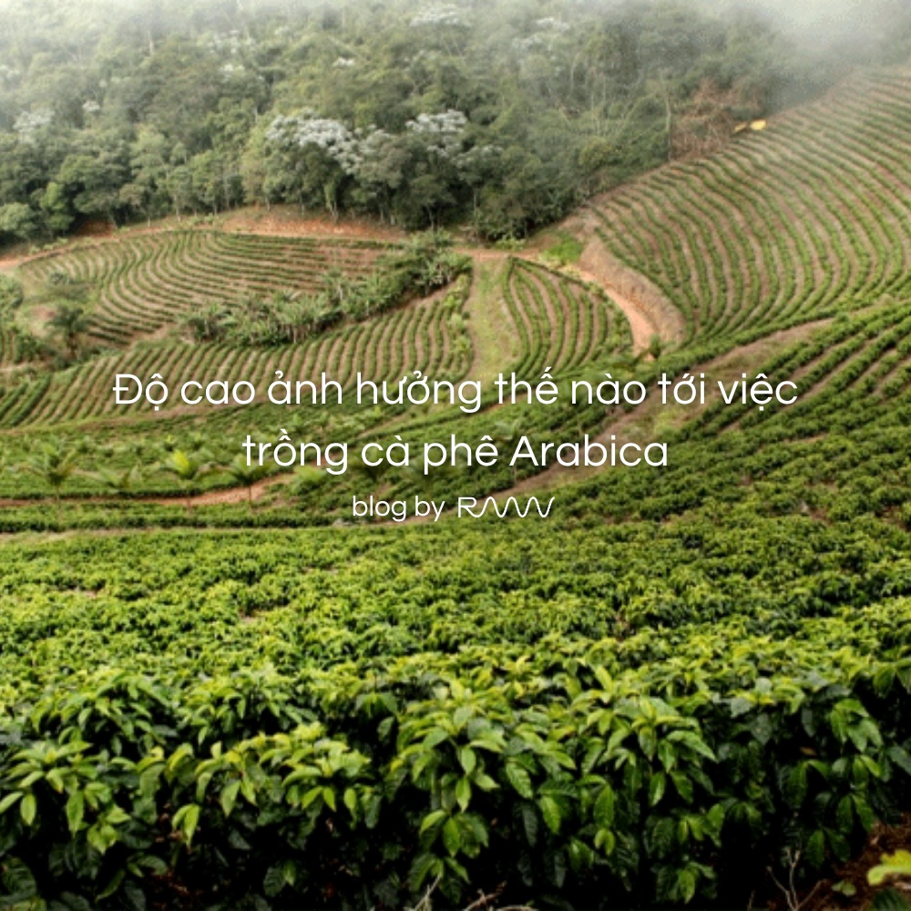 Độ cao ảnh hưởng thế nào tới việc trồng cà phê Arabica