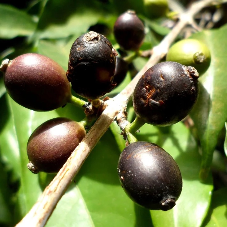 Coffea stenophylla: Loài cà phê bị lãng quên có thể thay đổi tương lai cà phê?